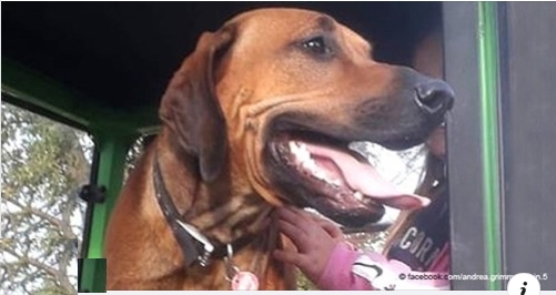 Hund namens Simba wurde aus dem Auto gestohlen: Er wurde in Lahnwiesen gefunden